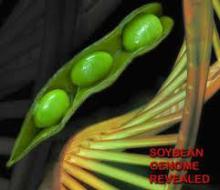  Refined   Soybean   Oil  fast delivery