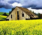 Made for  biodiesel  Crude Canola or  Rapeseed  Oil