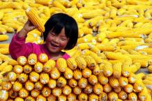 Straight from the mill Refined Corn Oil