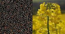 Foremost for Biodiesel Crude Canola or Rapeseed Oil