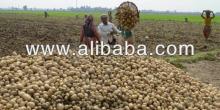 Atlanta Potato