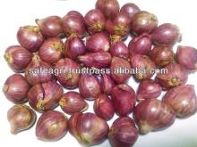 Small Red Onion
