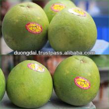 Fresh Pomelo / Grapefruit