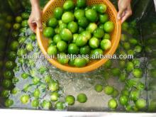 FRESH LEMON - FRESH LIME - BEST PRICE