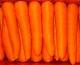 fresh carrot