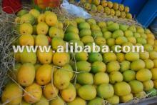 Honey  Mango es Honey  Mango  Top  exporter  of  mango  no 1  exporter  of  mango 