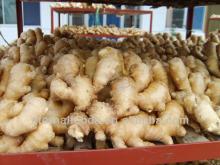 sales china fresh ginger