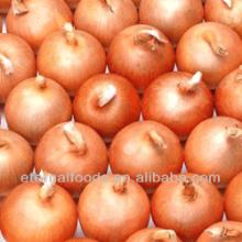 fresh yellow onion from china onion factory