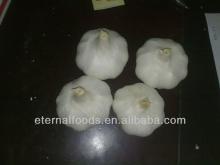 new fresh china garlic