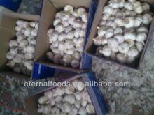 garlic exporter
