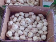 garlic for box packing