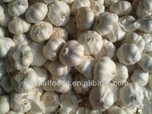 Cina aglio bianco
