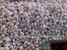 2013 fresh dry garlic