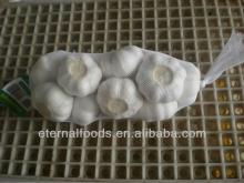 China fresh white garlic