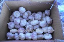 garlic exporter from China