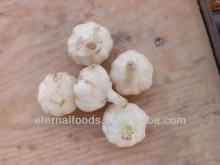 chinese pure white garlic 2013