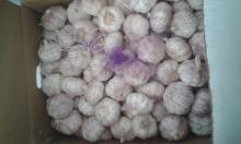 export red garlic to europe