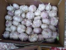 export to brazil red garlic