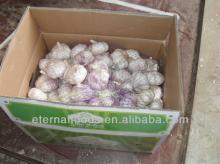 red garlic export to brazil