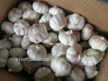 New Fresh Chinese White Garlic