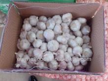 Sale news chinese fresh garlic