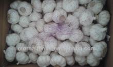 normal white garlic from garlic exporter