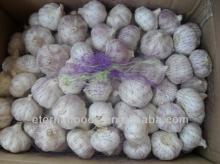 2013 EXPORT fresh purple garlic