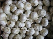 EXPORT chinese pure white garlic 2013