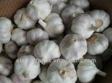 chinese normal white garlic