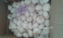 5.5cm pure white garlic 10kg cartons