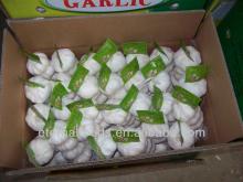 fresh china prepared garlic for sales