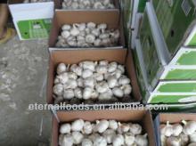 export brazil garlic from china