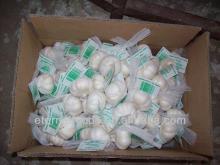 pure white garlic from garlic factory