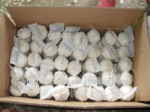 Pure white garlic 200*50 10kg cartons