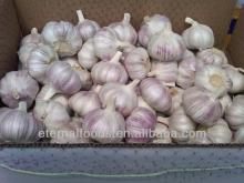 fresh garlic from cold warehouse