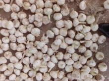 white garlic from china garlic factory