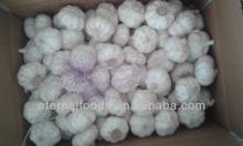 5.5cm  pure   white   garlic   carton s packing
