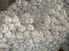 Supply good quality with lower price garlic
