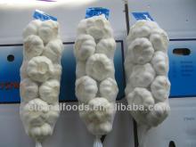 China fresh white garlic with pallets packing