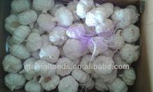 5.5cm pure white garlic 10kg cartons packing