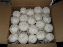 produce fresh white garlic from China Garlic Factory