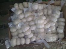 jinxiang  garlic , shandong   garlic ,china  garlic 