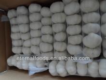 chinese Pure white garlic 6P 250G 10kg cartons