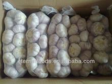 new crops garlic from China fresh garlic company