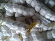 Chinese White Garlic