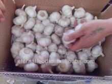 purple garlic for box 10kg packing