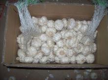 chinese pure white garlic packing into 10kg mesh bags