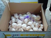 Supply good quality with lower price fresh china garlic