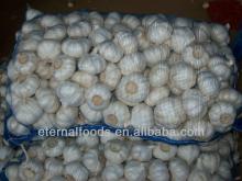 new crops garlic from China garlic factory