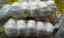 export pure white garlic to europe market